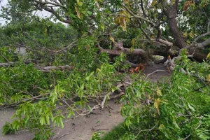 భారీ వృక్షం నెల మట్టం 