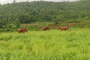 ఏజెన్సీలో ఏనుగుల గుంపు హల్చల్