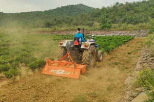 మిర్చి పంటకి తెగుళ్లు.. రైతుకు కన్నీళ్లు