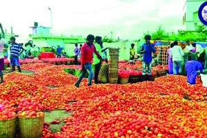 అర్థరూపాయికి టమోటా