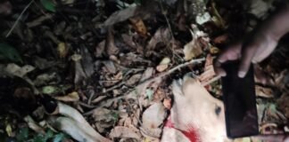 దూడను హతమార్చిన పులి