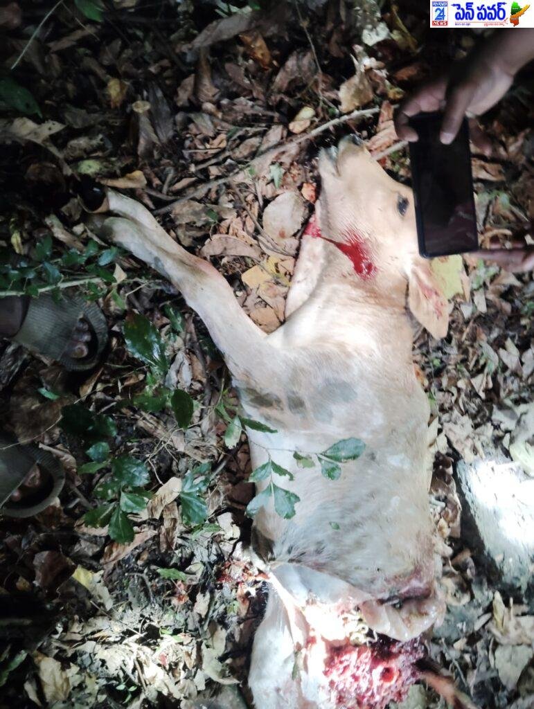దూడను హతమార్చిన పులి