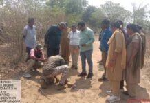 బాబోయ్ పులి-భయాందోళన లో గిరిజనం