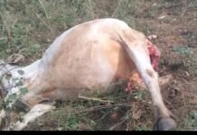 అడ్డతీగల మండలం డి.కృష్ణవరం గ్రామంలో పెద్దపులి సంచారం – పశువులపై దాడి, గ్రామంలో భయాందోళనలు.