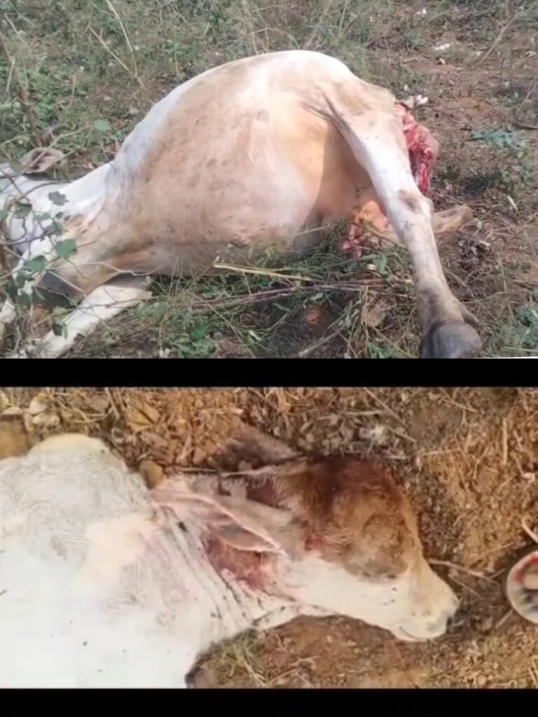 అడ్డతీగల మండలం డి.కృష్ణవరం గ్రామంలో పెద్దపులి సంచారం – పశువులపై దాడి, గ్రామంలో భయాందోళనలు.