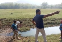 పులి పట్టుకునేందుకు ముమ్మర ఏర్పాట్లు..