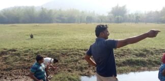 పులి పట్టుకునేందుకు ముమ్మర ఏర్పాట్లు..