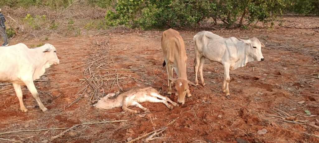 గంగవరం ఆమదాల బంధ పరిసరాల్లో పెద్దపులి సంచారం