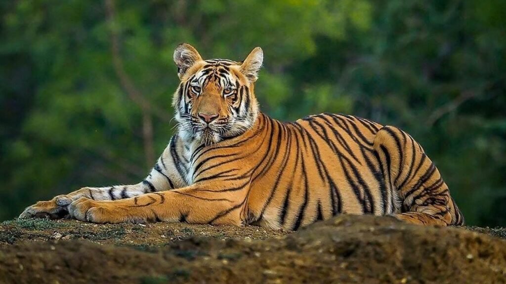 వామ్మో.. పోలవరం జిల్లాలోకి మళ్లీ పెద్దపులి