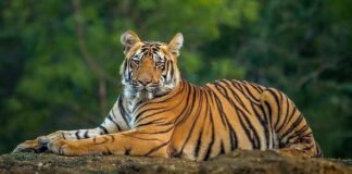 కాకినాడ జిల్లాలో ‘పులి’ కలకలం ప్రత్తిపాడు నియోజకవర్గంలో హైఅలర్ట్