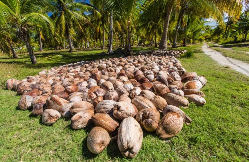 కోనసీమ కొబ్బరి రైతులకు గడ్డుకాలం