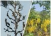 రేల చెట్టుకి పులెక్కువ…మామిడి చెట్టుకు ఆకులు తక్కువ…!!!