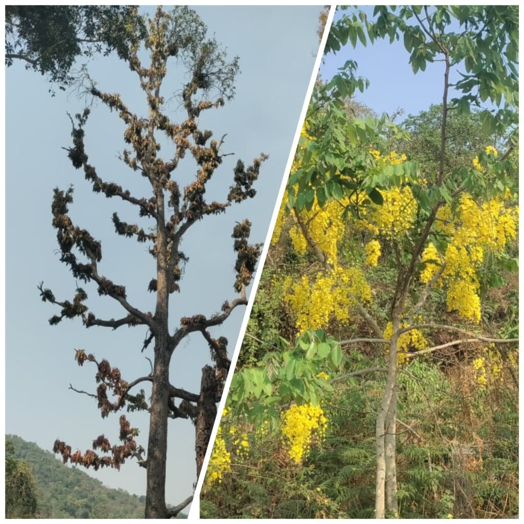 రేల చెట్టుకి పులెక్కువ…మామిడి చెట్టుకు ఆకులు తక్కువ…!!! 