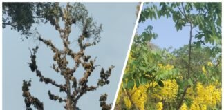 రేల చెట్టుకి పులెక్కువ…మామిడి చెట్టుకు ఆకులు తక్కువ…!!!