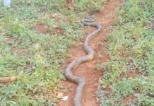 పొలంలో విషసర్పం కలకలం.. రైతుల అప్రమత్తతతో తప్పిన ప్రమాదం