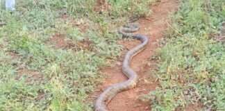 పొలంలో విషసర్పం కలకలం.. రైతుల అప్రమత్తతతో తప్పిన ప్రమాదం