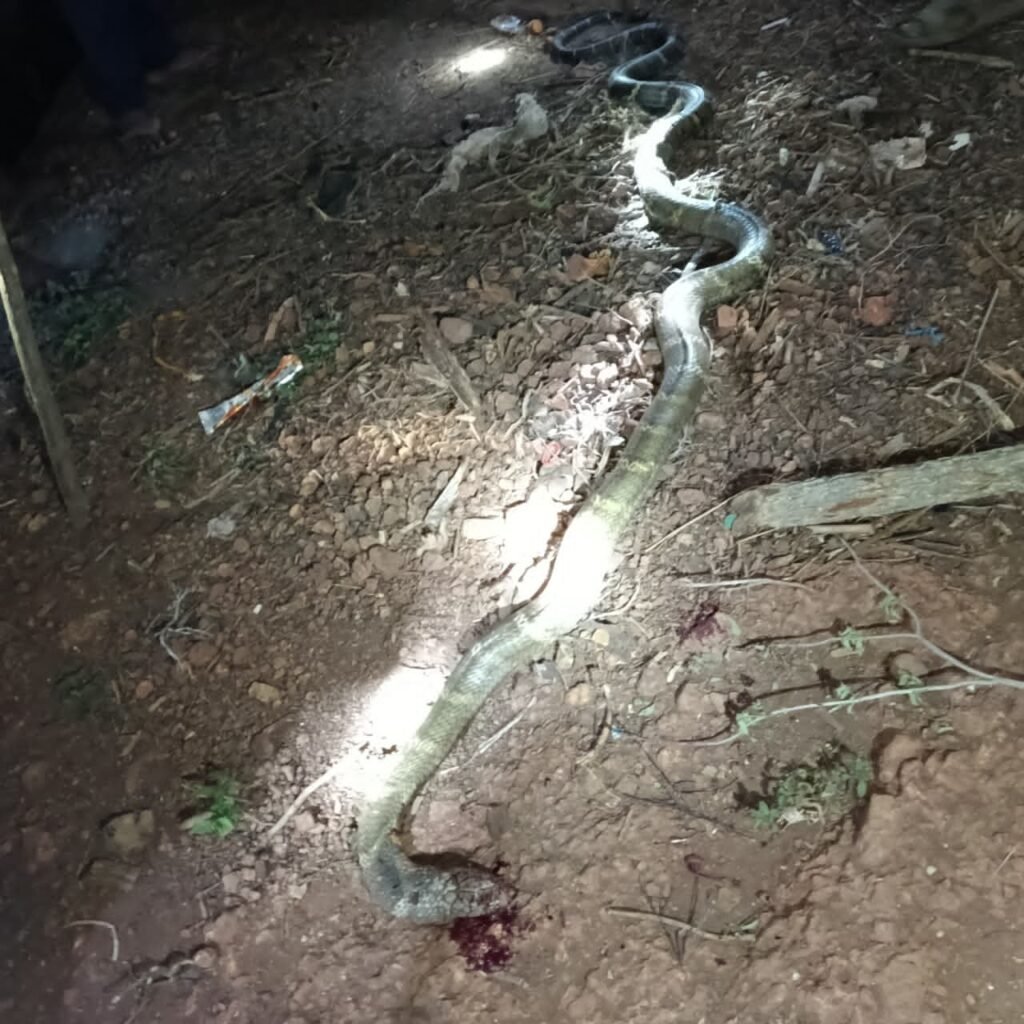 జర్రెల కొత్తూరులో భారీ పాము సంచారం – గ్రామస్థుల్లో భయాందోళన