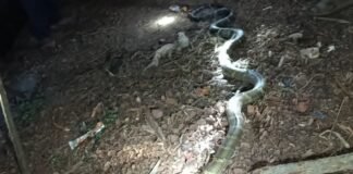 జర్రెల కొత్తూరులో భారీ పాము సంచారం – గ్రామస్థుల్లో భయాందోళన