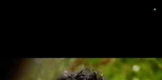 శ్రీశ్రీ ముత్యాలమ్మ తల్లి జాతరకు ఎమ్మెల్యే విశ్వేశ్వర రాజు రాక