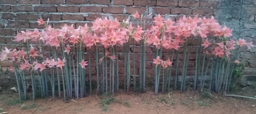 అల్లూరి మన్యంలో అమరిల్లిస్ పుష్పాల అందాలు