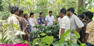 కాఫీ తోటల పెంపకంపై అవగాహన కలిగి ఉండాలి: ఉద్యానవన అధికారిణి అరుణ కుమారి