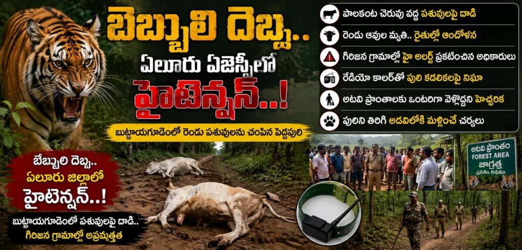 బెబ్బులి దెబ్బ.. ఏలూరు ఏజెన్సీలో హైటెన్షన్..! బుట్టాయగూడెంలో రెండు పశువులను చంపిన పెద్దపులి