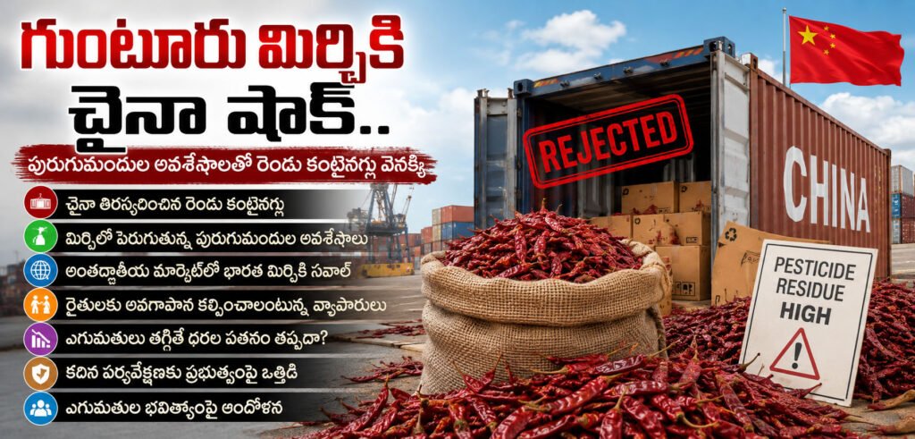 గుంటూరు మిర్చికి చైనా షాక్.. పురుగుమందుల అవశేషాలతో రెండు కంటైనర్లు వెనక్కి
