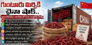 గుంటూరు మిర్చికి చైనా షాక్.. పురుగుమందుల అవశేషాలతో రెండు కంటైనర్లు వెనక్కి