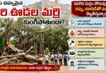 చరిత్రకు చిహ్నమైన కనిగిరి ఊడల మర్రి కుంగిపోతుందా?
