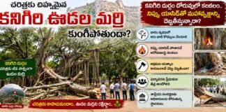 చరిత్రకు చిహ్నమైన కనిగిరి ఊడల మర్రి కుంగిపోతుందా?