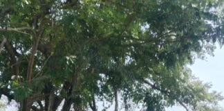 అక్రమ ఠాణాల వసూళ్లు