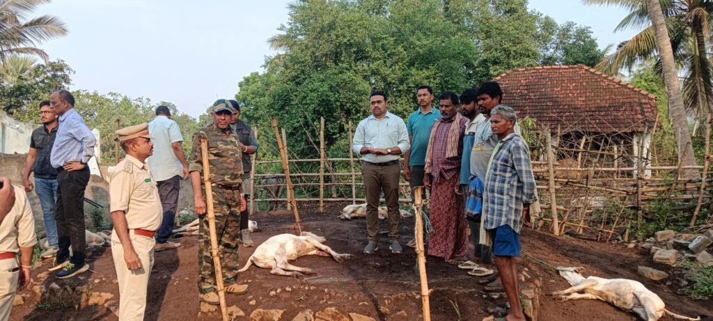 గంగంపాలెంలో పులి బీభత్సం.. 13 దూడలు మృతి
