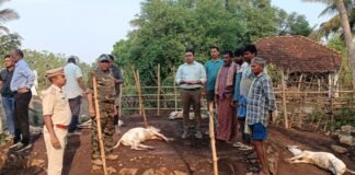 గంగంపాలెంలో పులి బీభత్సం.. 13 దూడలు మృతి
