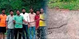 పాకాల సమీపంలో అరుదైన ‘బ్యాండెడ్ క్రైట్’ కలకలం