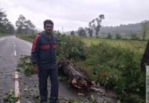 దుచ్చరపాలెంలో చెట్టు తొలగింపు.ప్రయాణికులు అప్రమత్తంగా ఉండాలి: జీకేవీధి ఎస్సై సురేష్